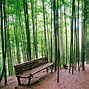 Rừng Trúc Mù Cang Chải (Bamboo Forest)